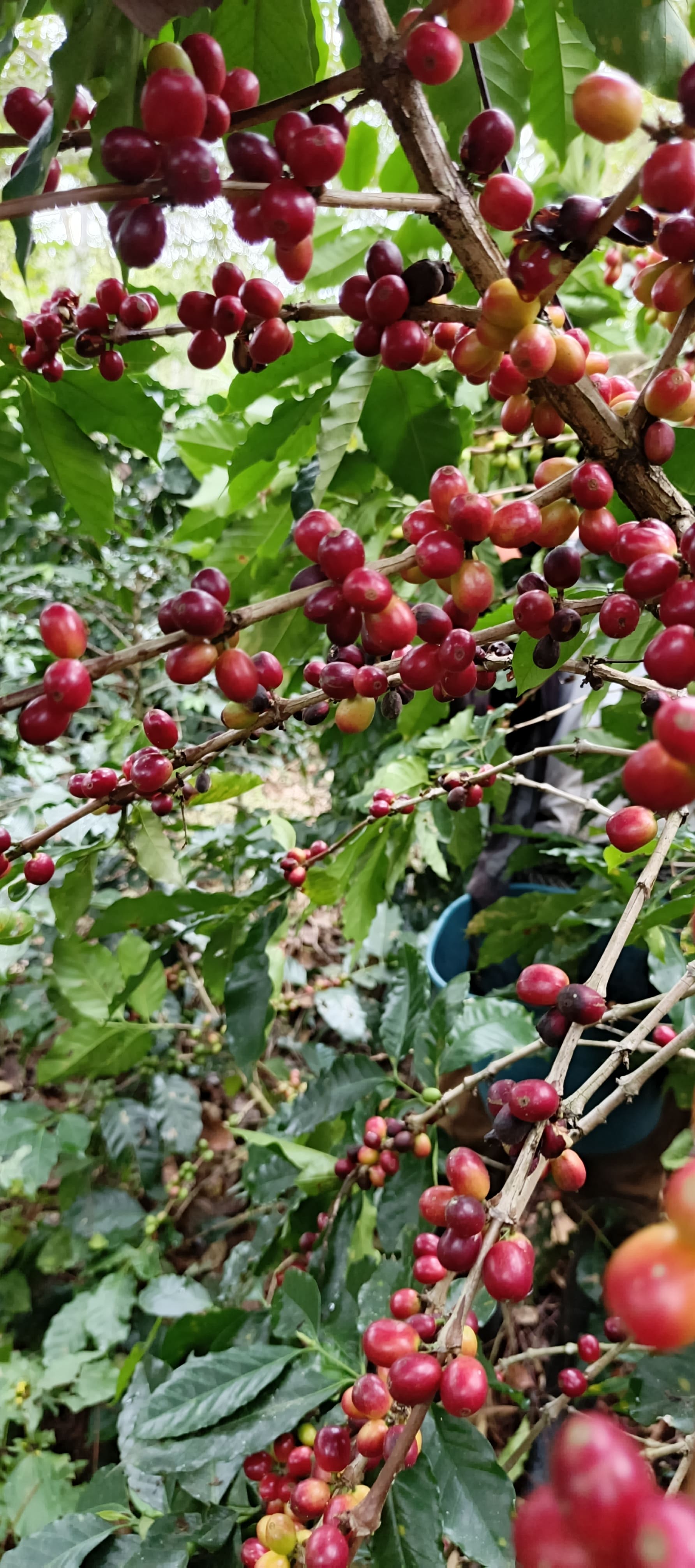 Local Café Sutatenza